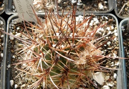 Pyrrhocactus andreaeanus1