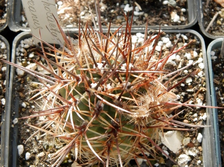 Pyrrhocactus andreaeanus1