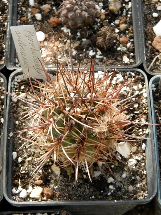 Pyrrhocactus andreaeanus1