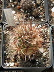 Pyrrhocactus andreaeanus1