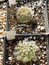Pyrrhocactus aspilagae ssp  maehleri WM 348