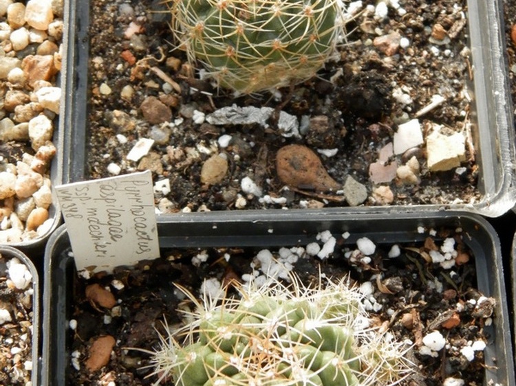Pyrrhocactus aspilagae ssp  maehleri WM 348