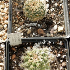Pyrrhocactus aspilagae ssp  maehleri WM 348