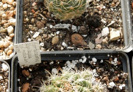 Pyrrhocactus aspilagae ssp  maehleri WM 348