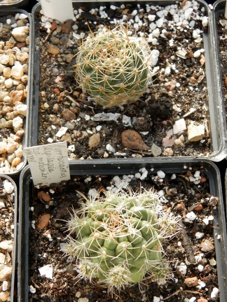 Pyrrhocactus aspilagae ssp  maehleri WM 348