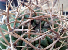 Pyrrhocactus garaventai  Eriosyce garaventae 1 Burzak FG