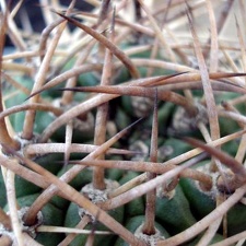Pyrrhocactus garaventai  Eriosyce garaventae 1 Burzak FG
