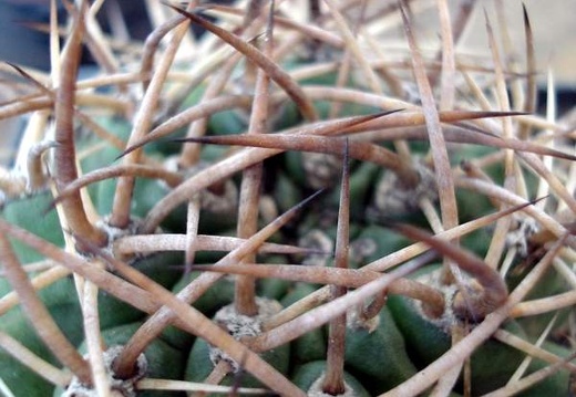 Pyrrhocactus garaventai  Eriosyce garaventae 1 Burzak FG