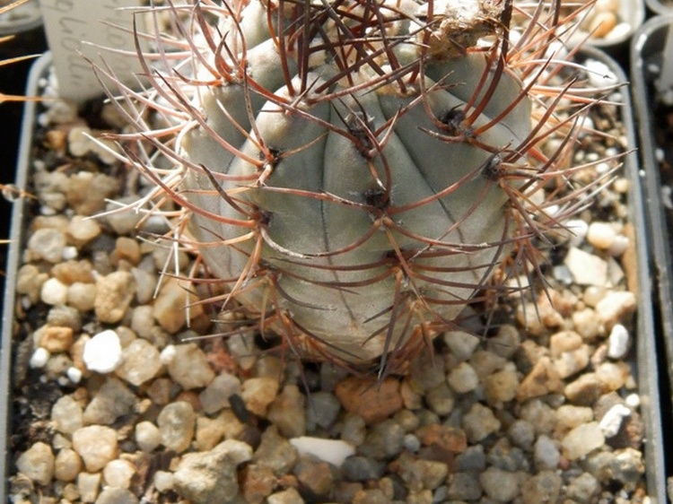 Pyrrhocactus megliolii