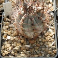 Pyrrhocactus megliolii