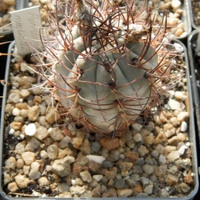 Pyrrhocactus megliolii