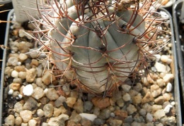 Pyrrhocactus megliolii