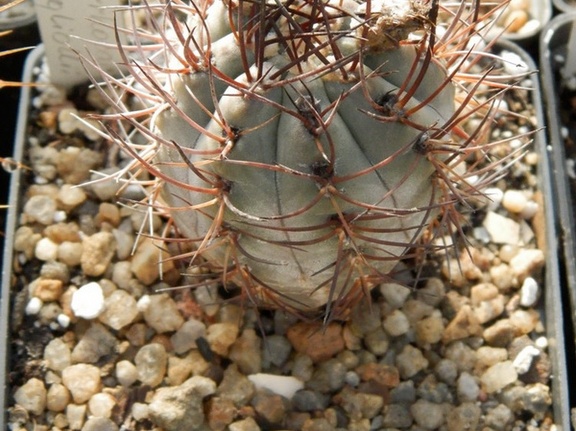 Pyrrhocactus megliolii
