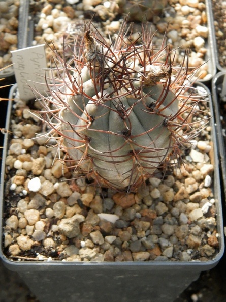 Pyrrhocactus_megliolii.JPG