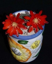 Ph Rebutia albopectinata Moksa