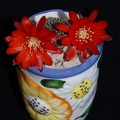 Ph_Rebutia_albopectinata_Moksa.jpg
