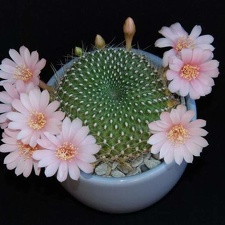 Ph Rebutia kariusiana Moksa