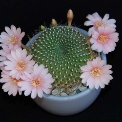 Rebutia