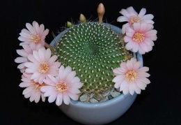 Ph Rebutia kariusiana Moksa