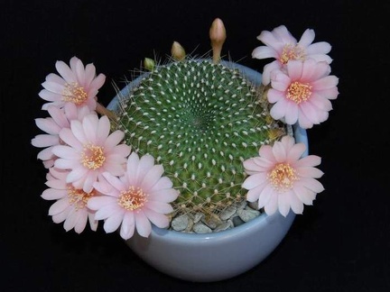 Ph Rebutia kariusiana Moksa