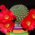 Ph Rebutia minuscula VitNat