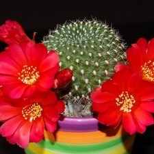 Ph Rebutia minuscula VitNat