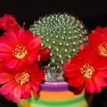 Ph_Rebutia_minuscula_VitNat.jpg