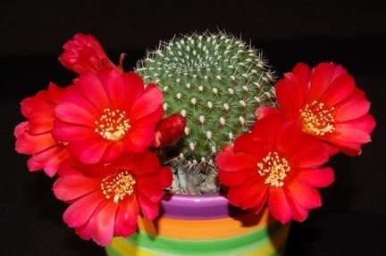 Ph Rebutia minuscula VitNat