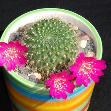 Ph Rebutia violaciflora Moksa