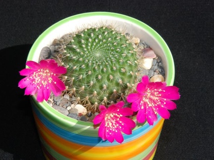 Ph Rebutia violaciflora Moksa