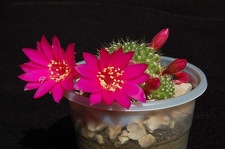 Ph Rebutia violaciflora VitNat
