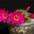 Ph Rebutia violaciflora VitNat