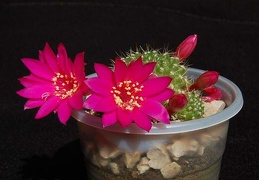 Ph Rebutia violaciflora VitNat