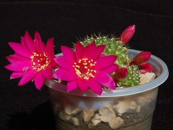 Ph Rebutia violaciflora VitNat