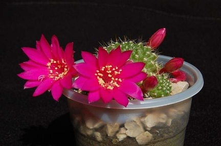 Ph Rebutia violaciflora VitNat