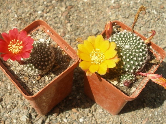 R krainziana