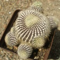 R krainziana2