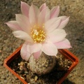 Reb  narvaecensis