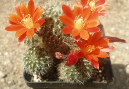 Reb pseudodeminuta