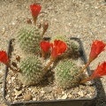 Reb pseudodeminuta1