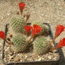 Reb pseudodeminuta1