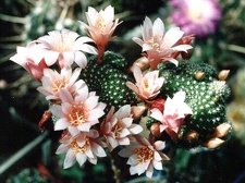 Rebutia sp.