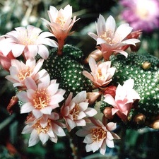 Rebutia sp.