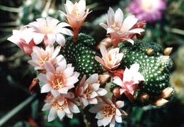 Rebutia sp.