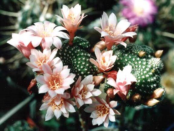 Rebutia sp.