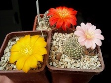 Rebutia