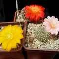 Rebutia