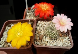 Rebutia