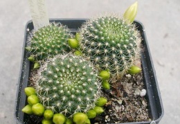 Rebutia Rose of York