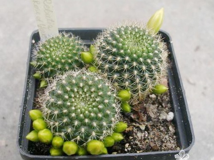 Rebutia Rose of York